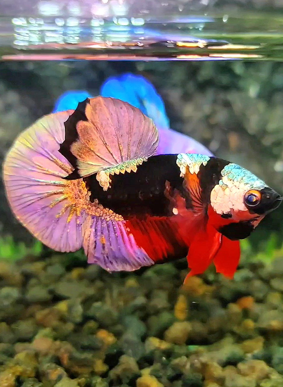 PLAKAT RED KOI COPPER PATTERN MULTICOLOR BETTA FISH