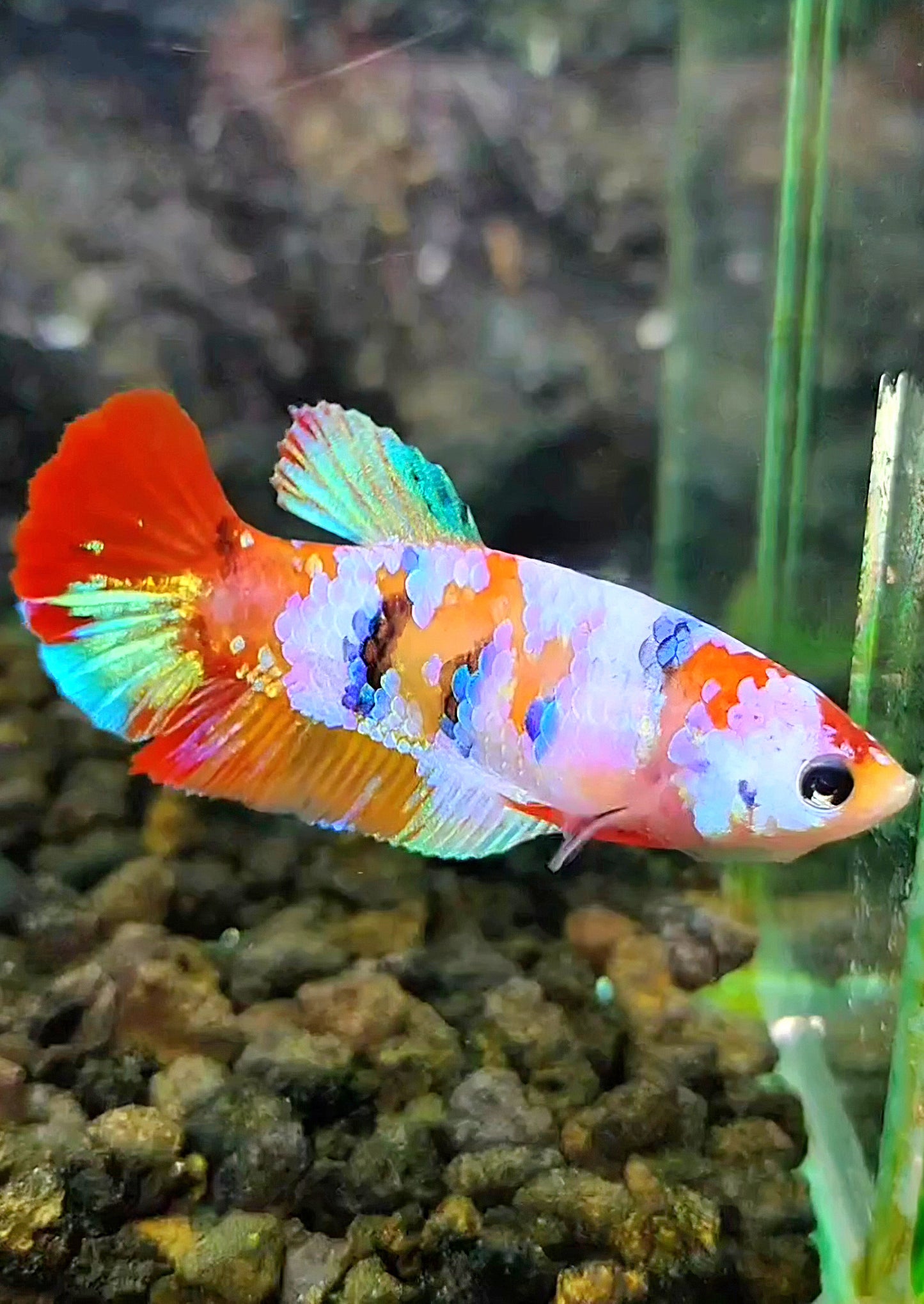 FEMALE PLAKAT GALAXY MULTICOLOR BETTA FISH