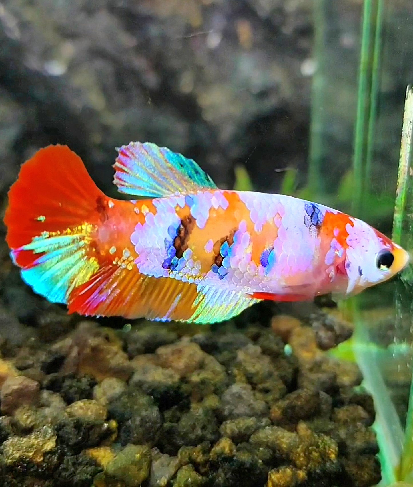 FEMALE PLAKAT GALAXY MULTICOLOR BETTA FISH
