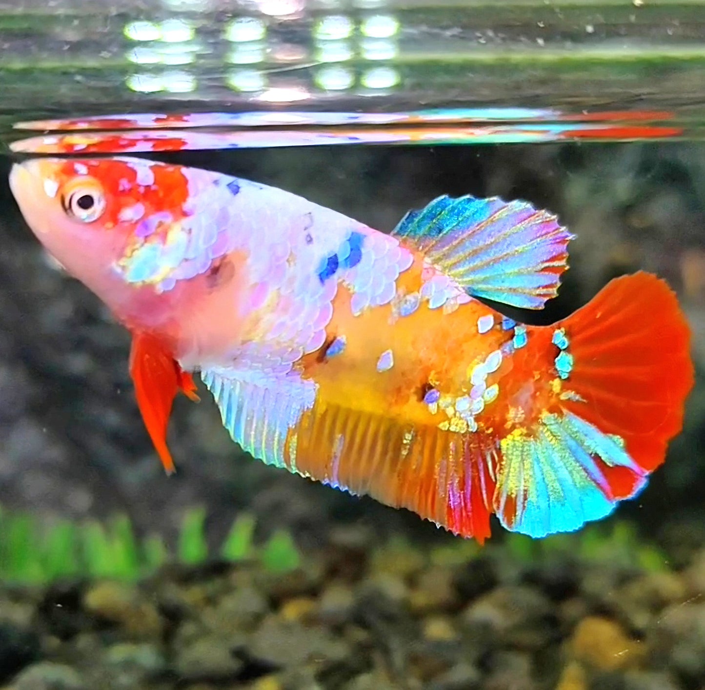 FEMALE PLAKAT GALAXY MULTICOLOR BETTA FISH