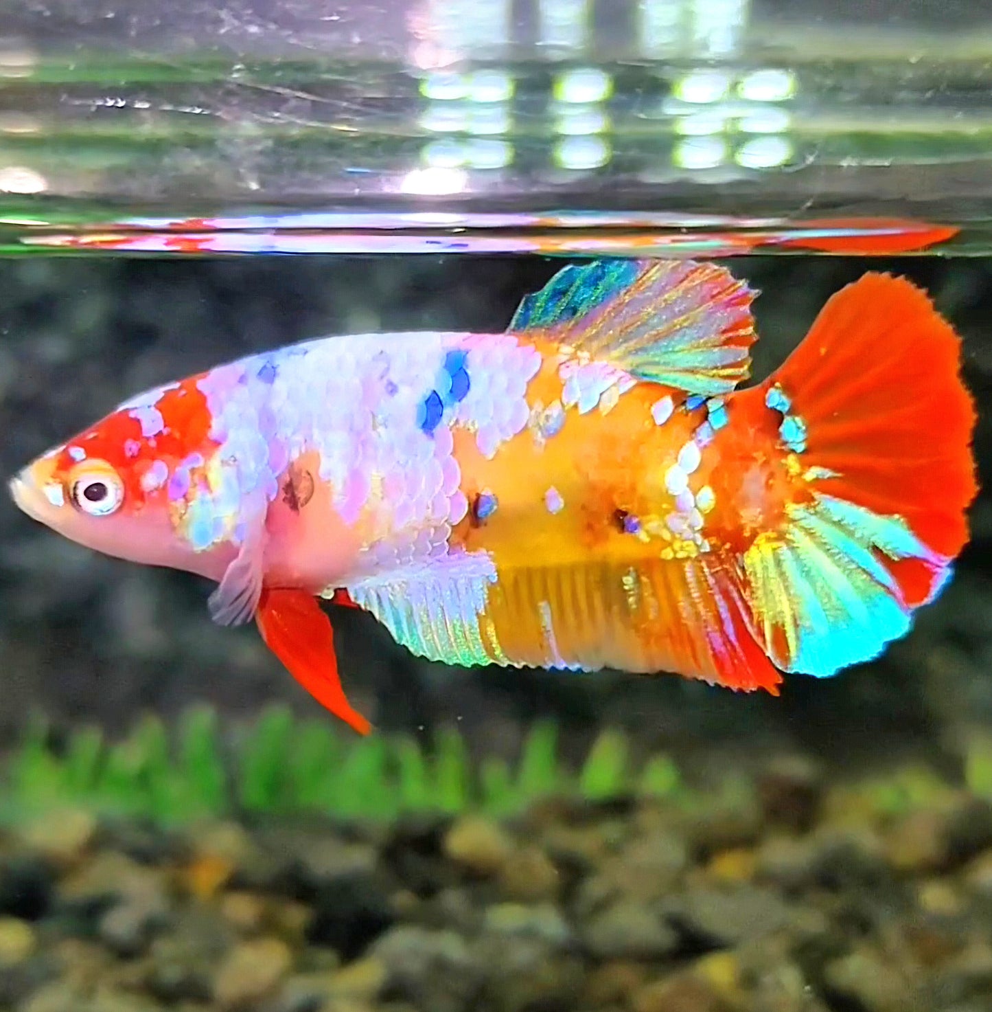 FEMALE PLAKAT GALAXY MULTICOLOR BETTA FISH