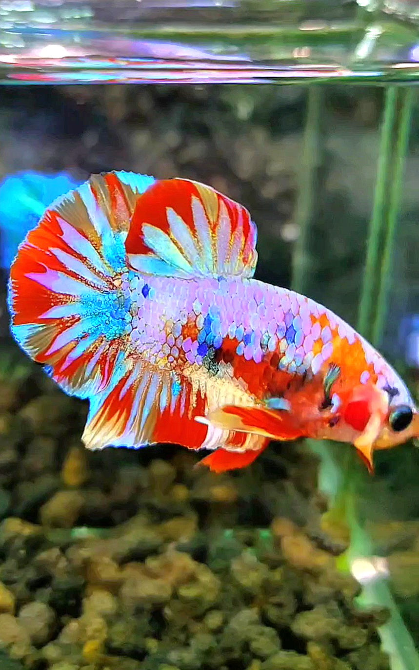 PLAKAT FANCY PATTERN MULTICOLOR BETTA FISH
