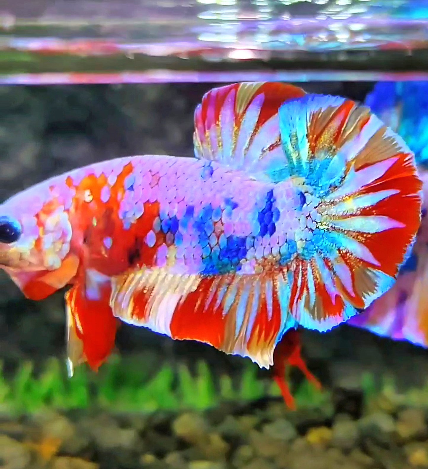 PLAKAT FANCY PATTERN MULTICOLOR BETTA FISH