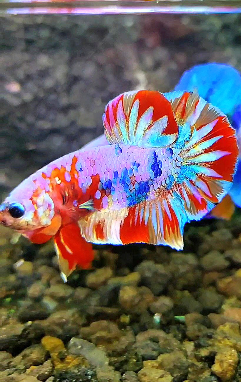 PLAKAT FANCY PATTERN MULTICOLOR BETTA FISH