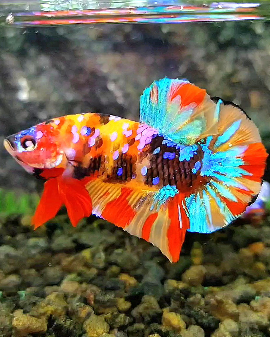 PLAKAT GALAXY MULTICOLOR BETTA FISH
