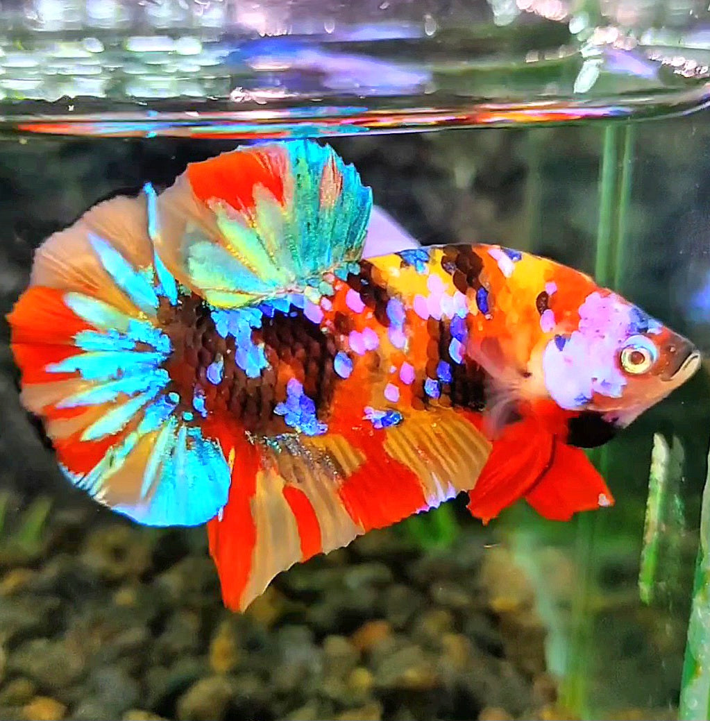 PLAKAT GALAXY MULTICOLOR BETTA FISH