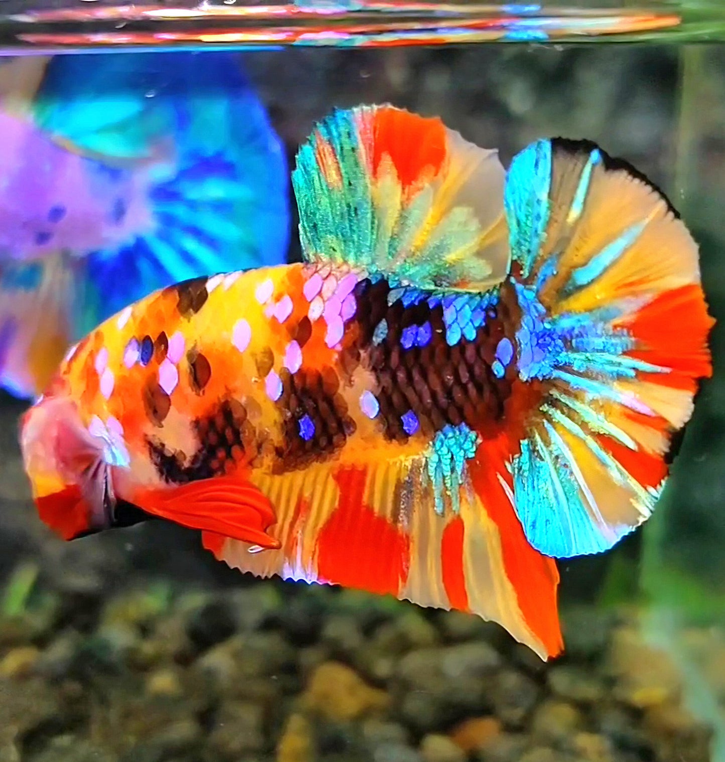 PLAKAT GALAXY MULTICOLOR BETTA FISH