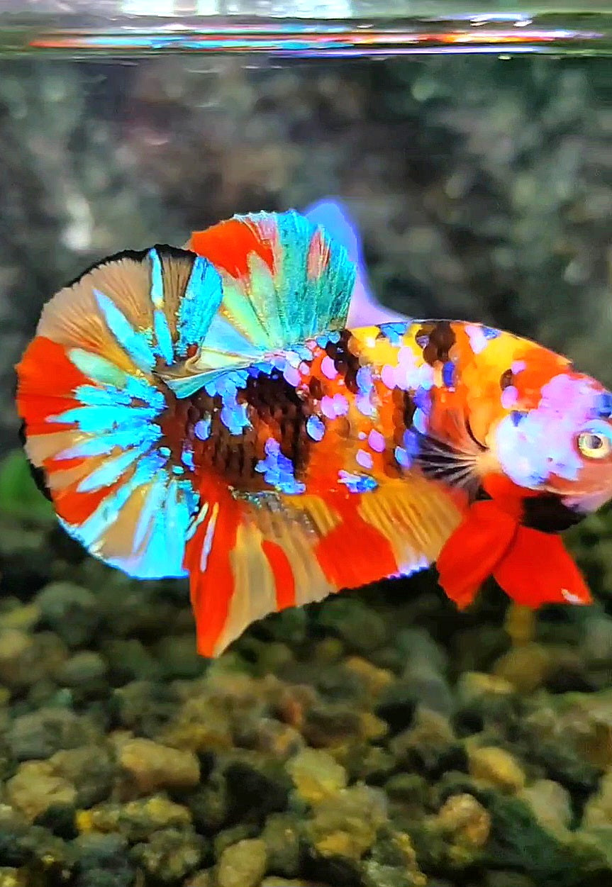 PLAKAT GALAXY MULTICOLOR BETTA FISH