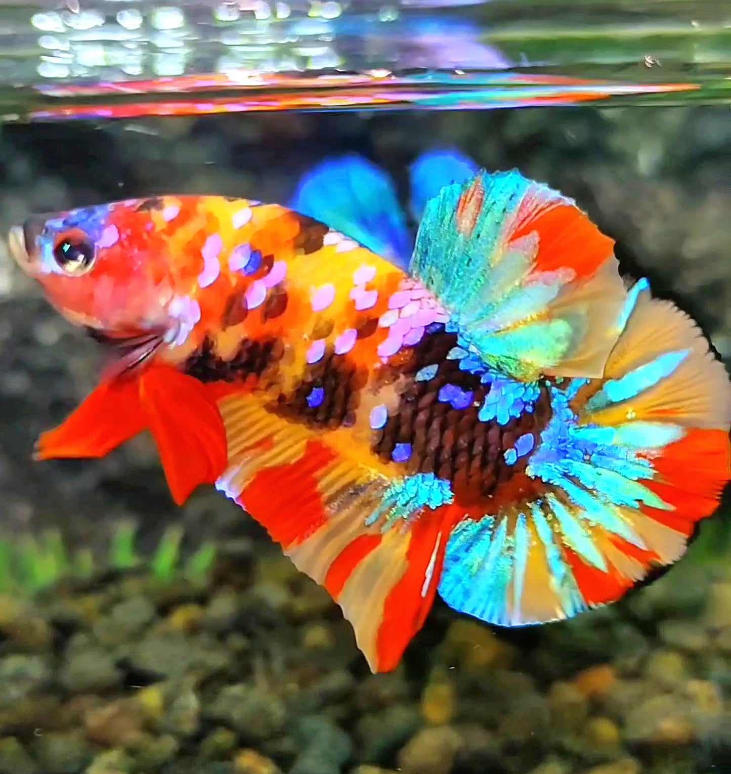 PLAKAT GALAXY MULTICOLOR BETTA FISH