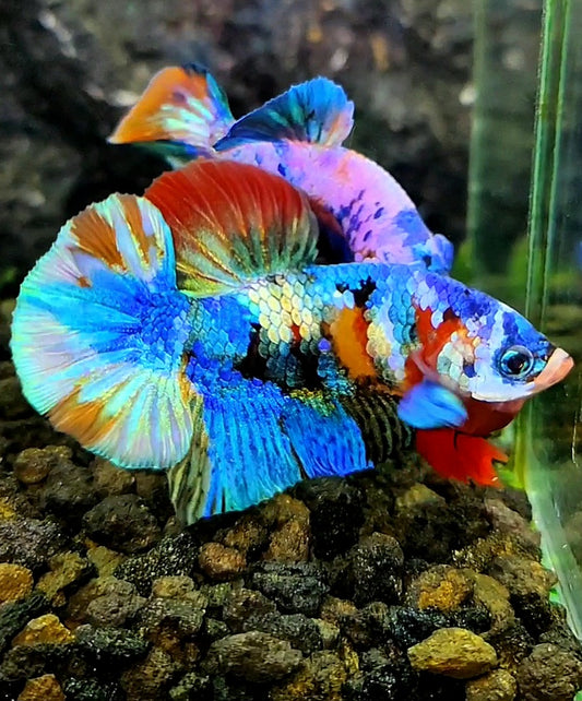 PLAKAT FANCY RAINBOW COPPER GALAXY MULTICOLOR BETTA FISH