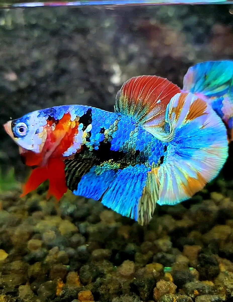 PLAKAT FANCY RAINBOW COPPER GALAXY MULTICOLOR BETTA FISH