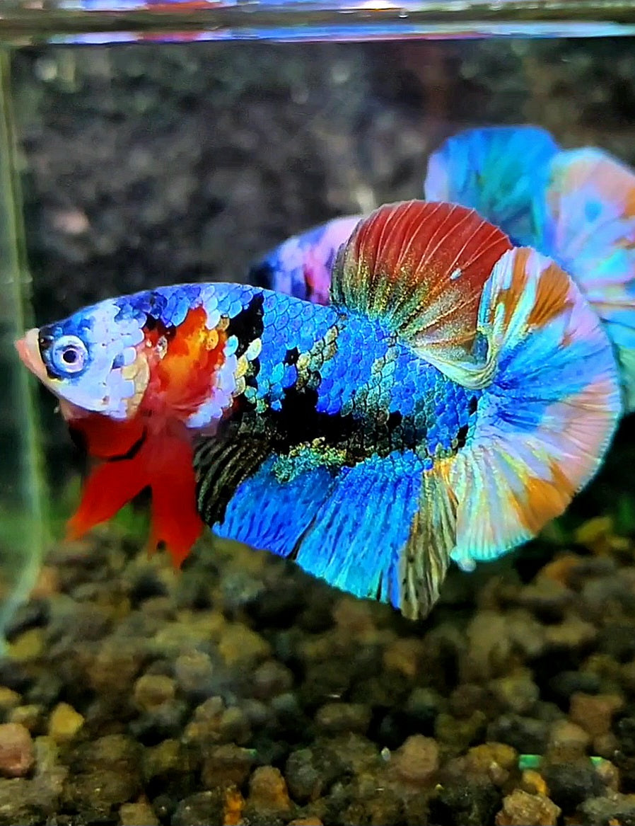 PLAKAT FANCY RAINBOW COPPER GALAXY MULTICOLOR BETTA FISH
