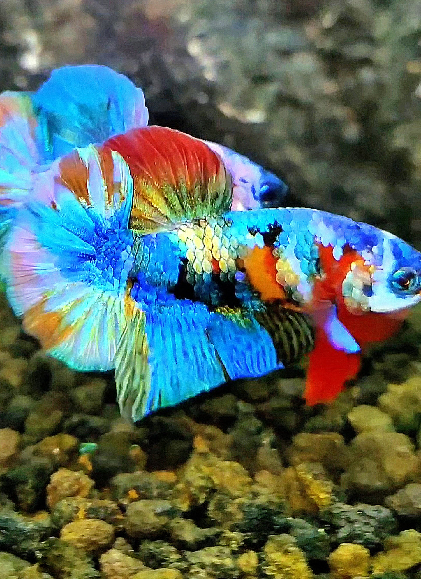 PLAKAT FANCY RAINBOW COPPER GALAXY MULTICOLOR BETTA FISH