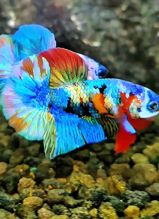 PLAKAT FANCY RAINBOW COPPER GALAXY MULTICOLOR BETTA FISH