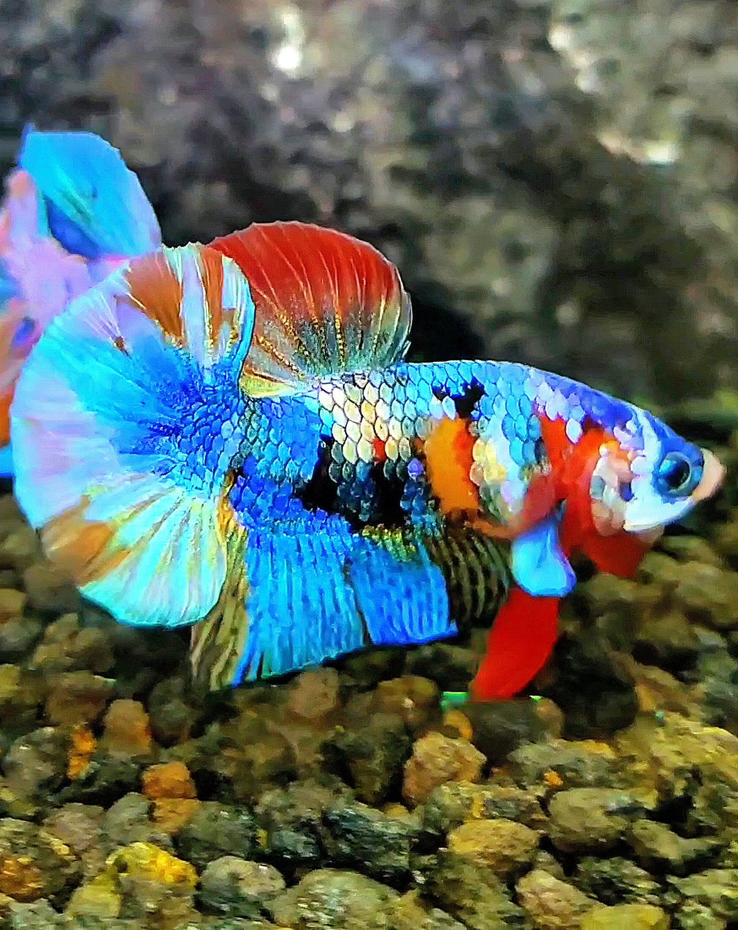 PLAKAT FANCY RAINBOW COPPER GALAXY MULTICOLOR BETTA FISH