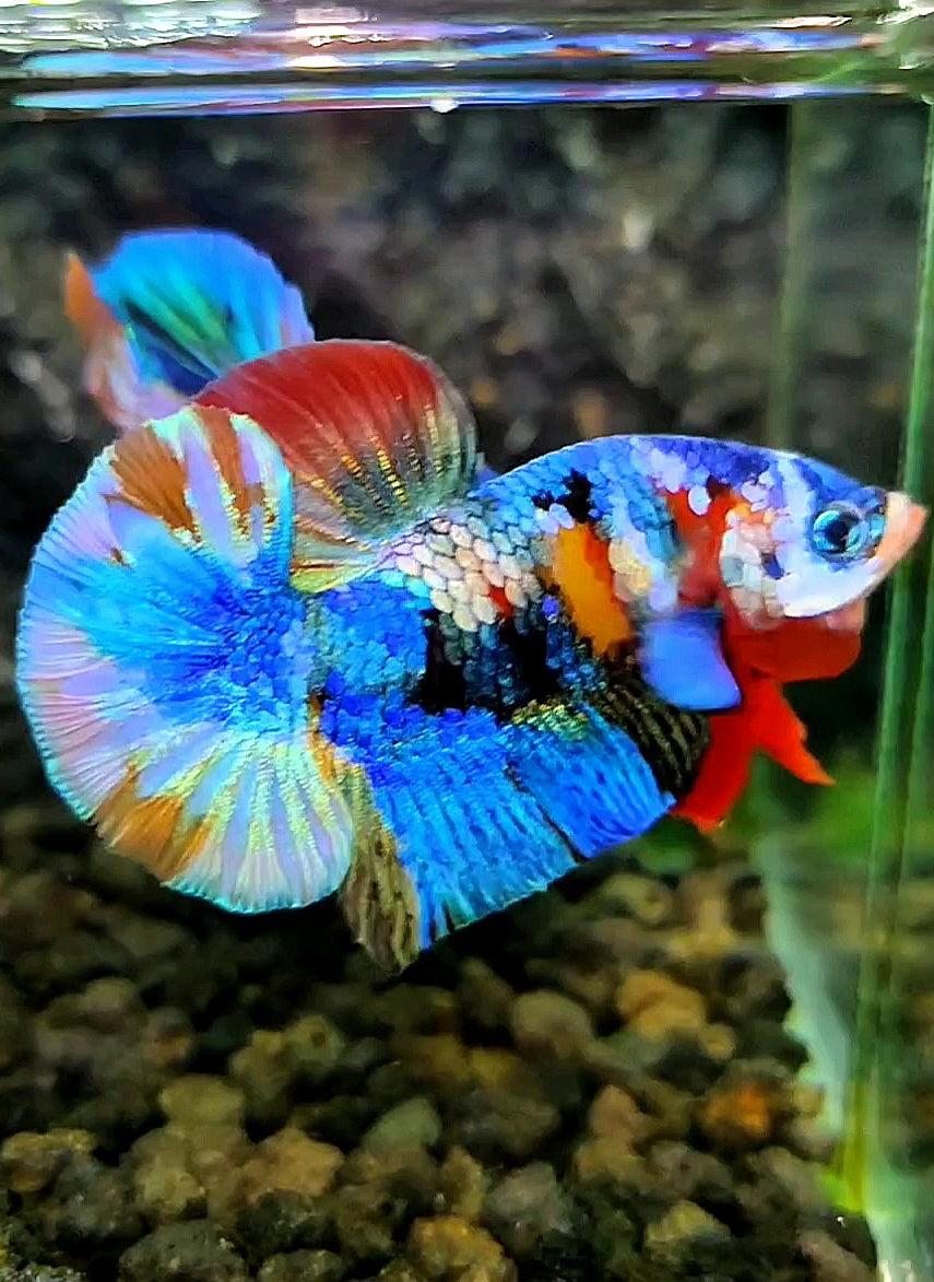 PLAKAT FANCY RAINBOW COPPER GALAXY MULTICOLOR BETTA FISH