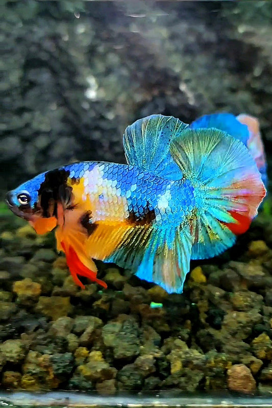PLAKAT GALAXY MULTICOLOR BETTA FISH