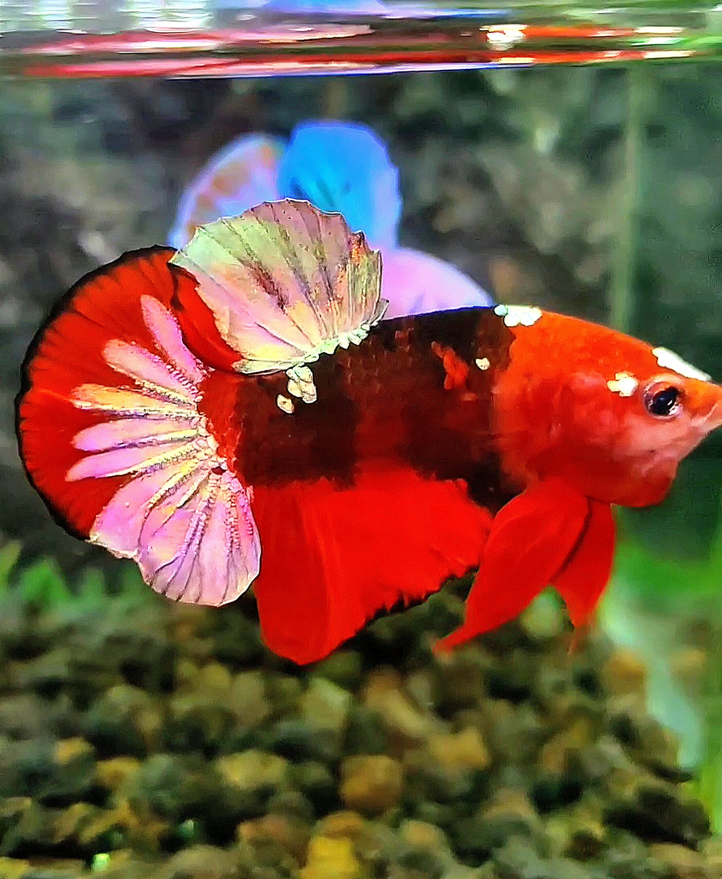 PLAKAT RED KOI COPPER GALAXY BETTA FISH