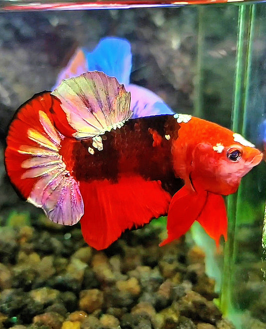 PLAKAT RED KOI COPPER GALAXY BETTA FISH