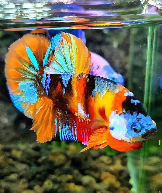 PLAKAT ORANGE GALAXY MULTICOLOR BETTA FISH
