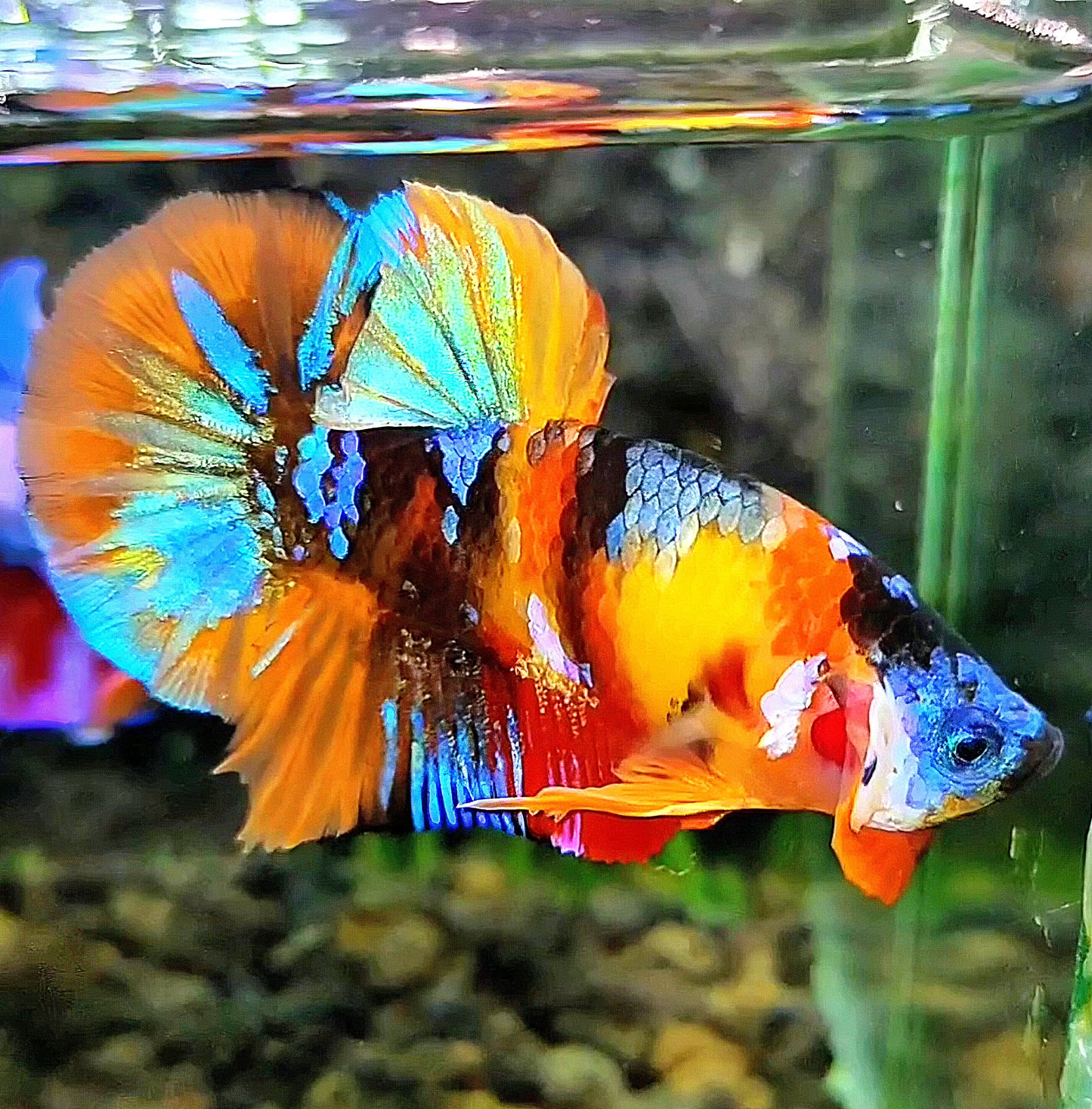 PLAKAT ORANGE GALAXY MULTICOLOR BETTA FISH