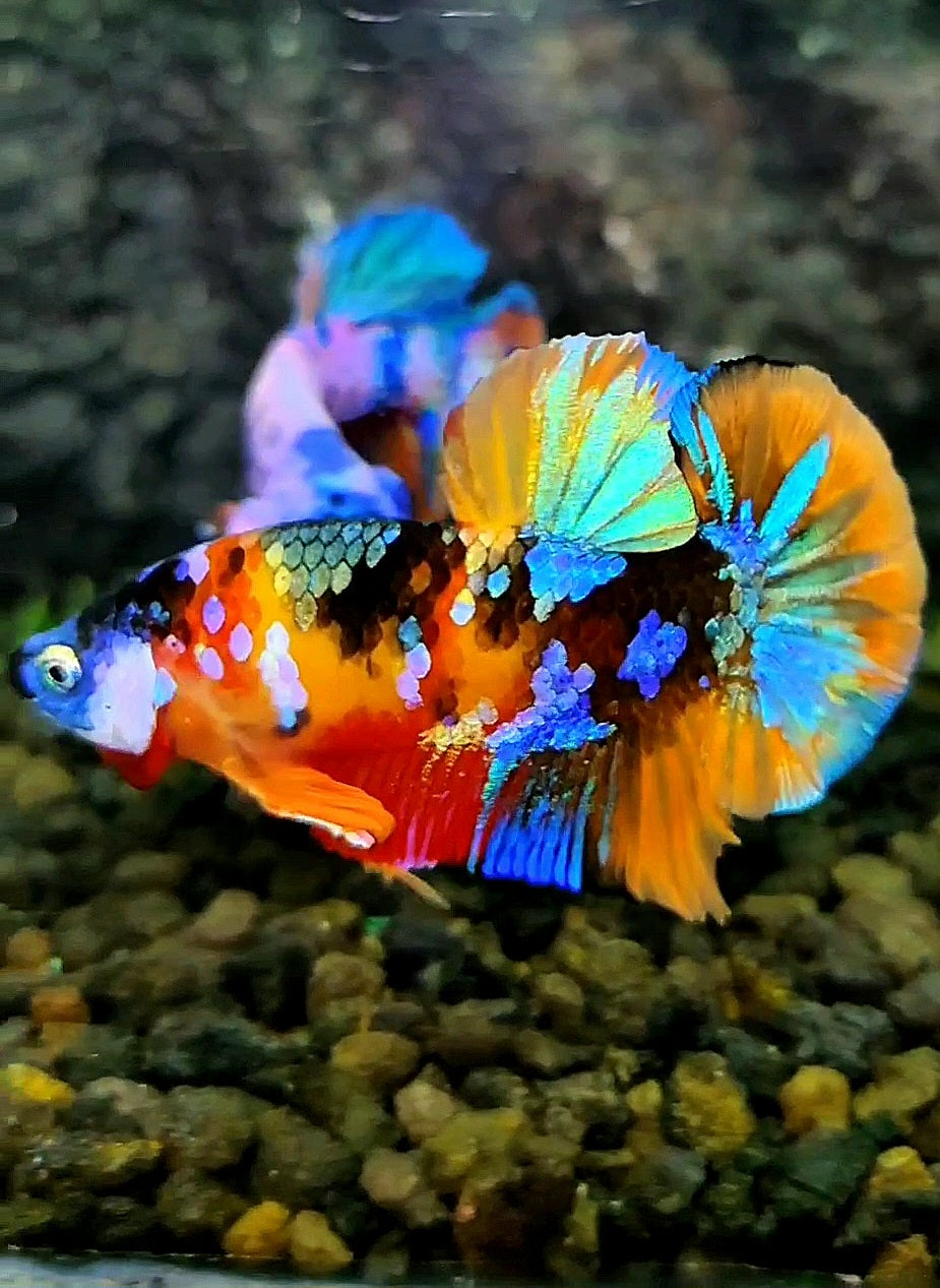 PLAKAT ORANGE GALAXY MULTICOLOR BETTA FISH