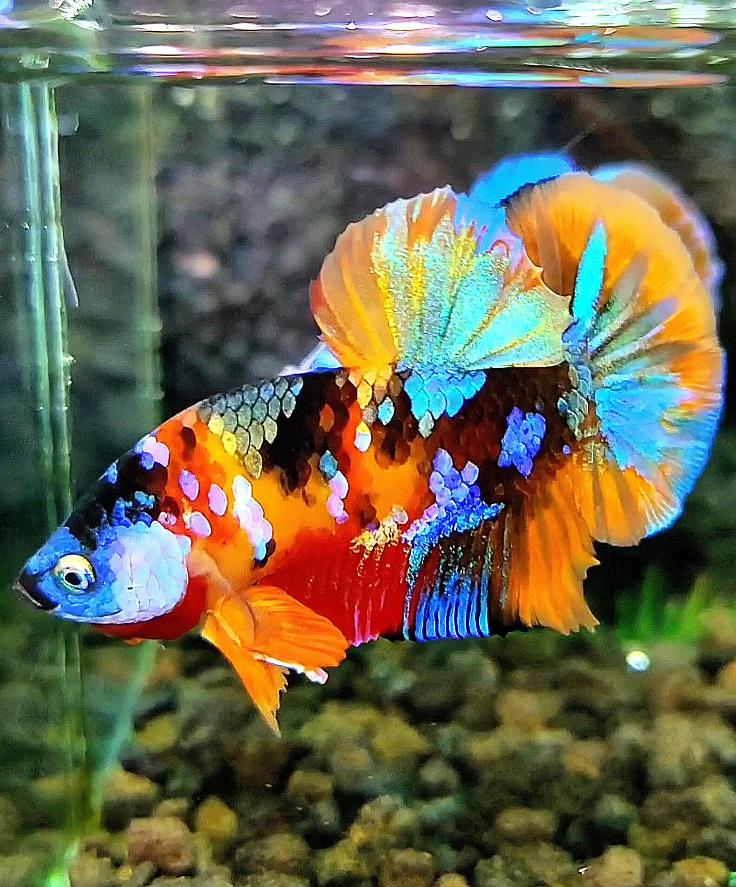 PLAKAT ORANGE GALAXY MULTICOLOR BETTA FISH