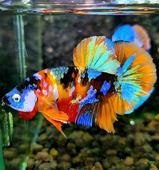 PLAKAT ORANGE GALAXY MULTICOLOR BETTA FISH