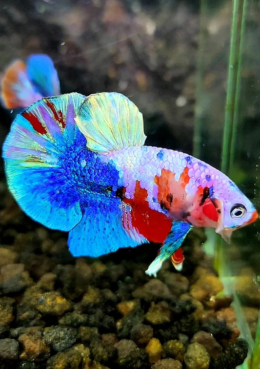 PLAKAT UNIQUE GALAXY MULTICOLOR BETTA FISH