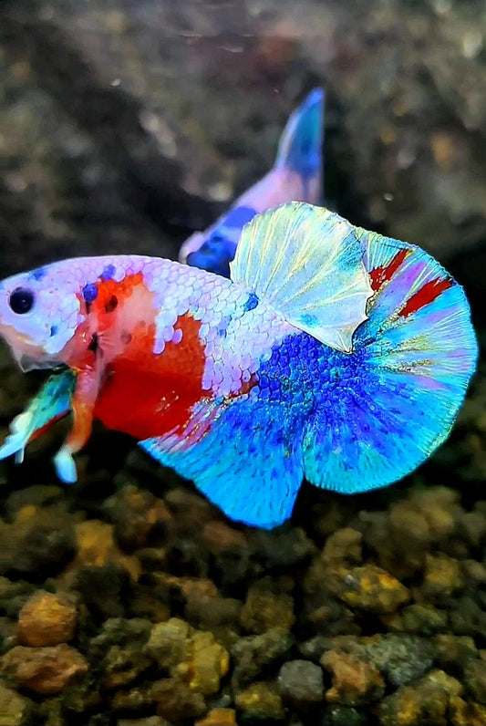PLAKAT UNIQUE GALAXY MULTICOLOR BETTA FISH