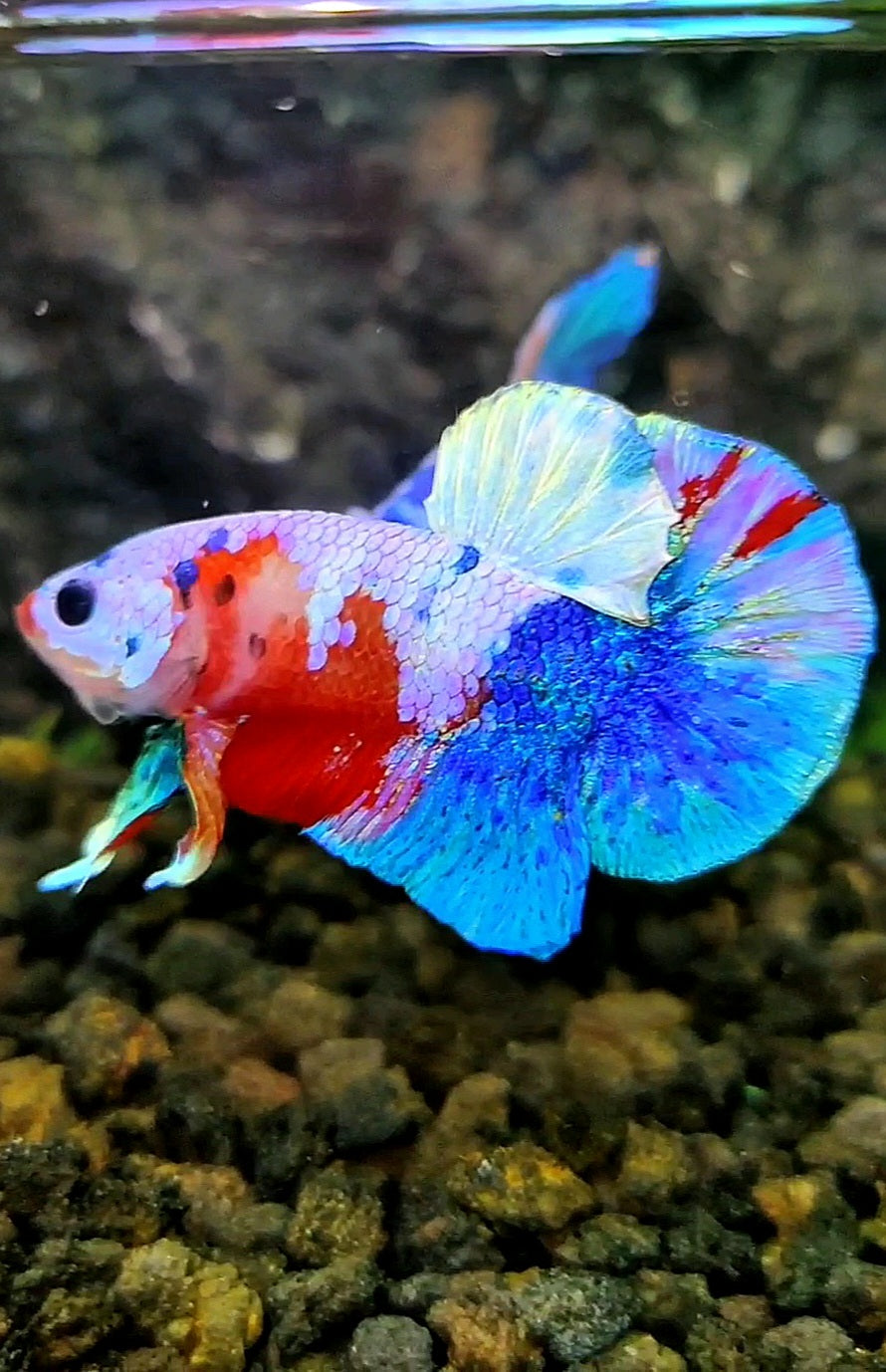 PLAKAT UNIQUE GALAXY MULTICOLOR BETTA FISH