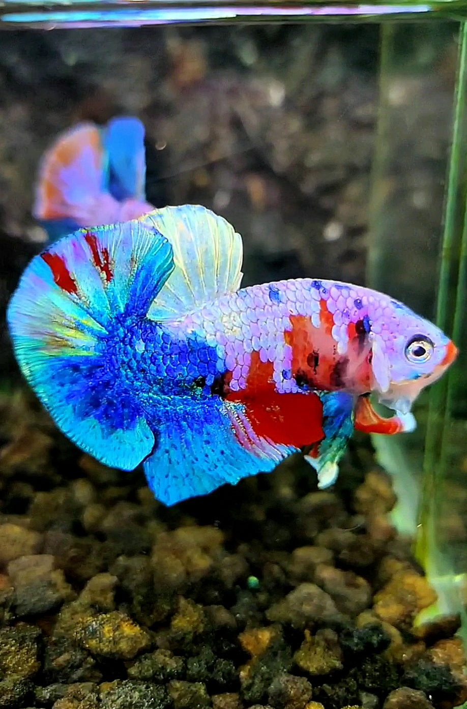 PLAKAT UNIQUE GALAXY MULTICOLOR BETTA FISH