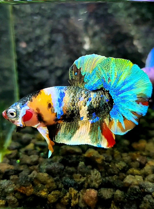 PLAKAT GALAXY COPPER METALLIC MULTICOLOR BETTA FISH