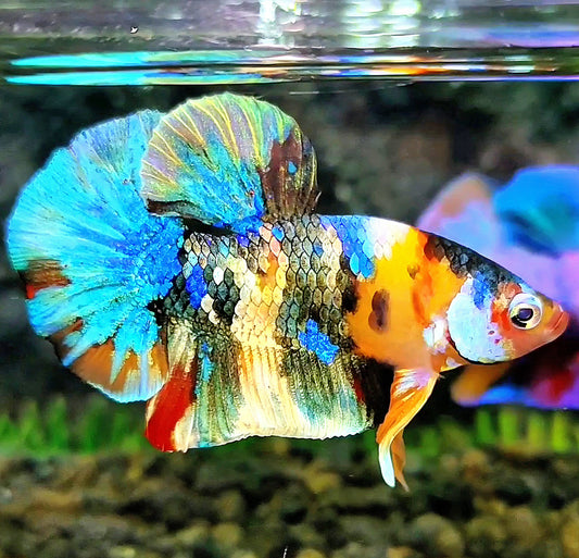 PLAKAT GALAXY COPPER METALLIC MULTICOLOR BETTA FISH