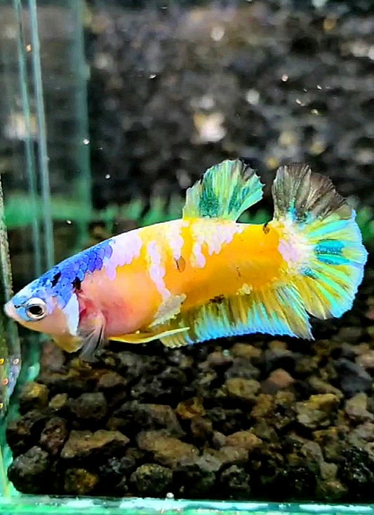 FEMALE PLAKAT YELLOW GALAXY MULTICOLOR BETTA FISH