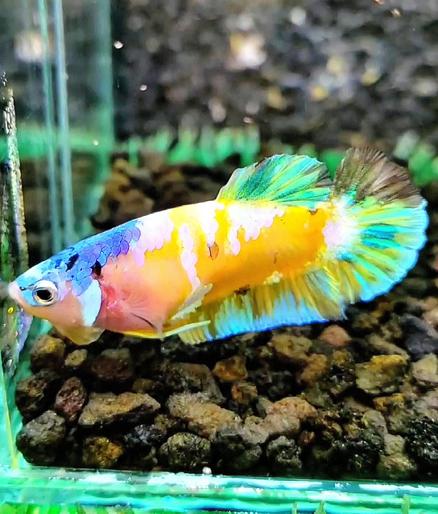 FEMALE PLAKAT YELLOW GALAXY MULTICOLOR BETTA FISH