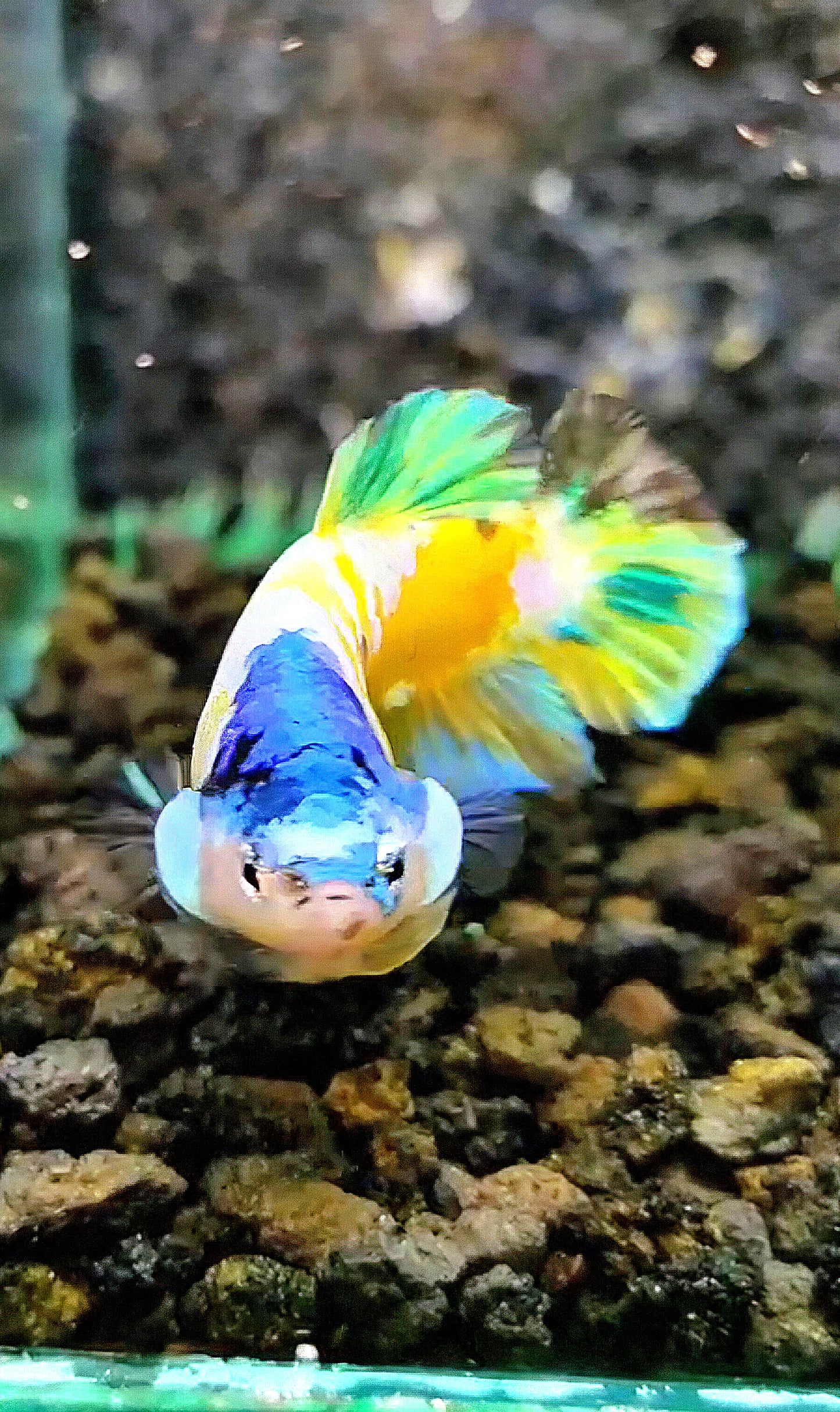 FEMALE PLAKAT YELLOW GALAXY MULTICOLOR BETTA FISH