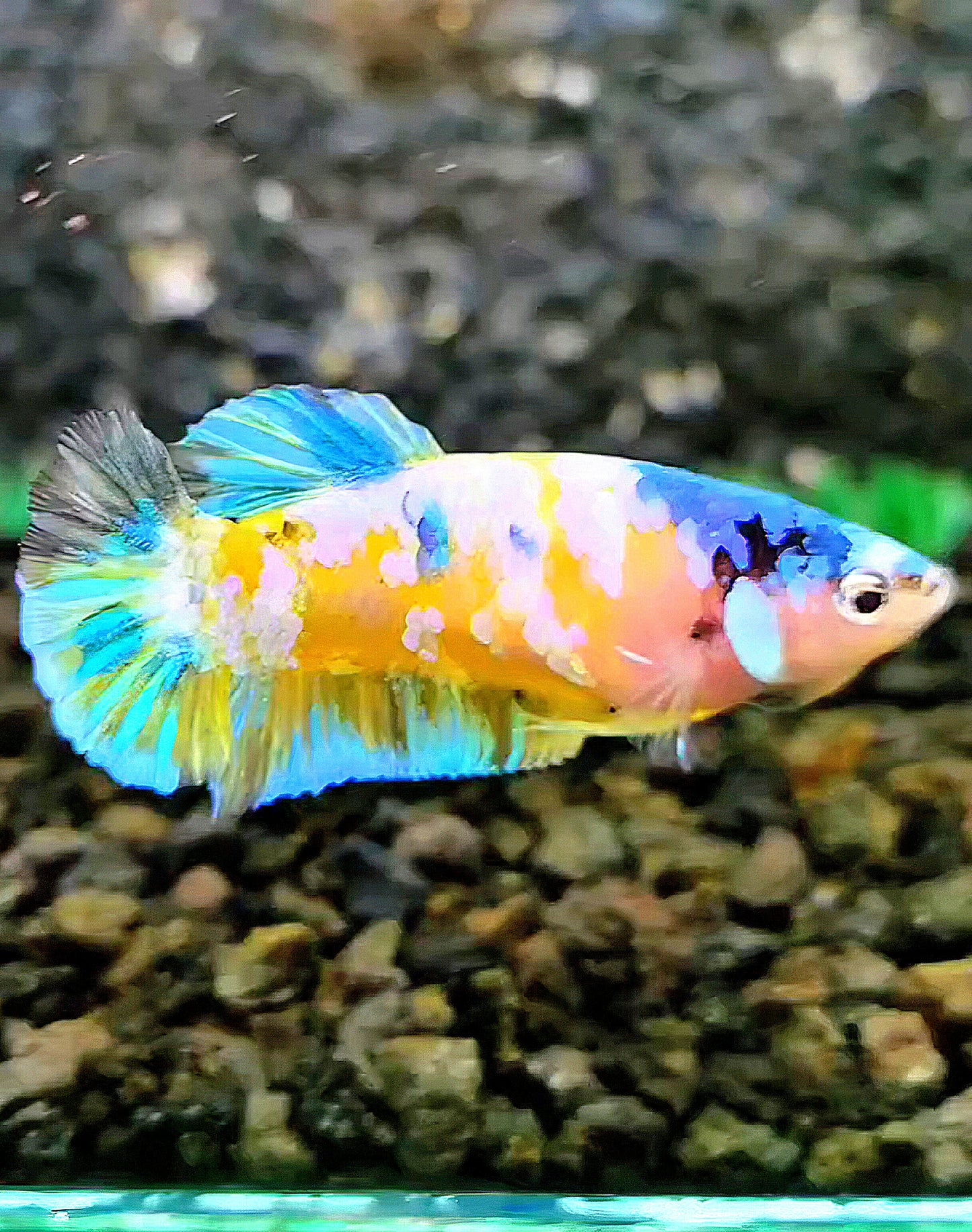 FEMALE PLAKAT YELLOW GALAXY MULTICOLOR BETTA FISH