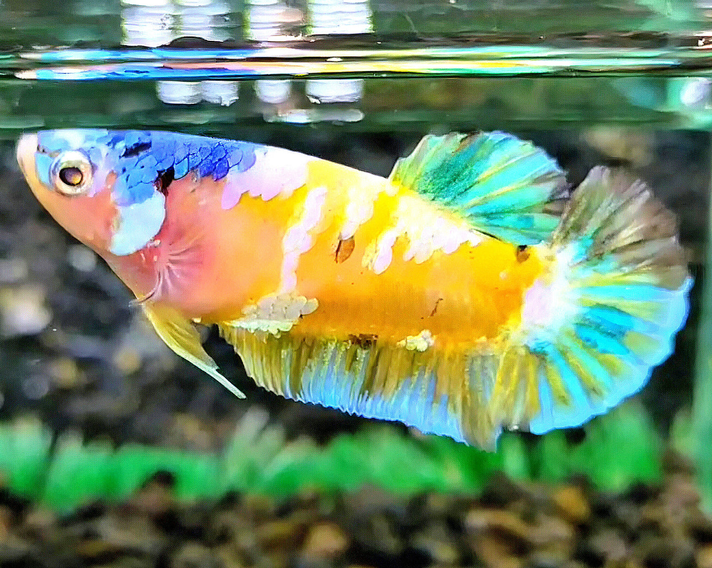 FEMALE PLAKAT YELLOW GALAXY MULTICOLOR BETTA FISH