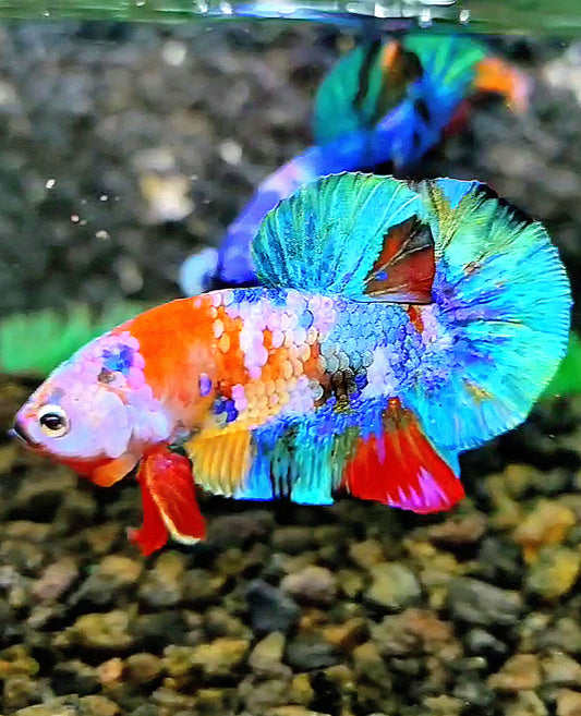 PLAKAT GALAXY RAINBOW MULTICOLOR BETTA FISH