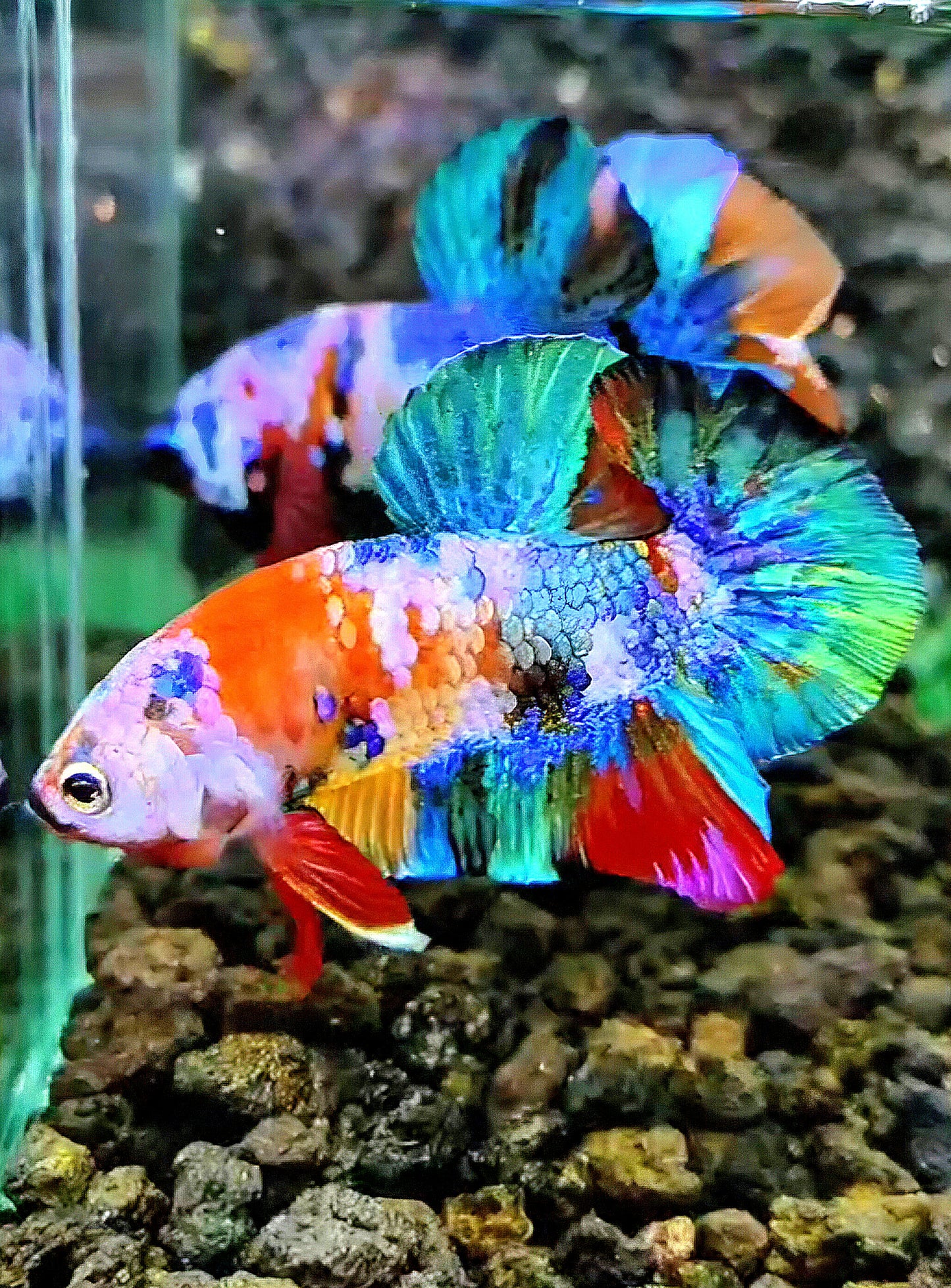PLAKAT GALAXY RAINBOW MULTICOLOR BETTA FISH