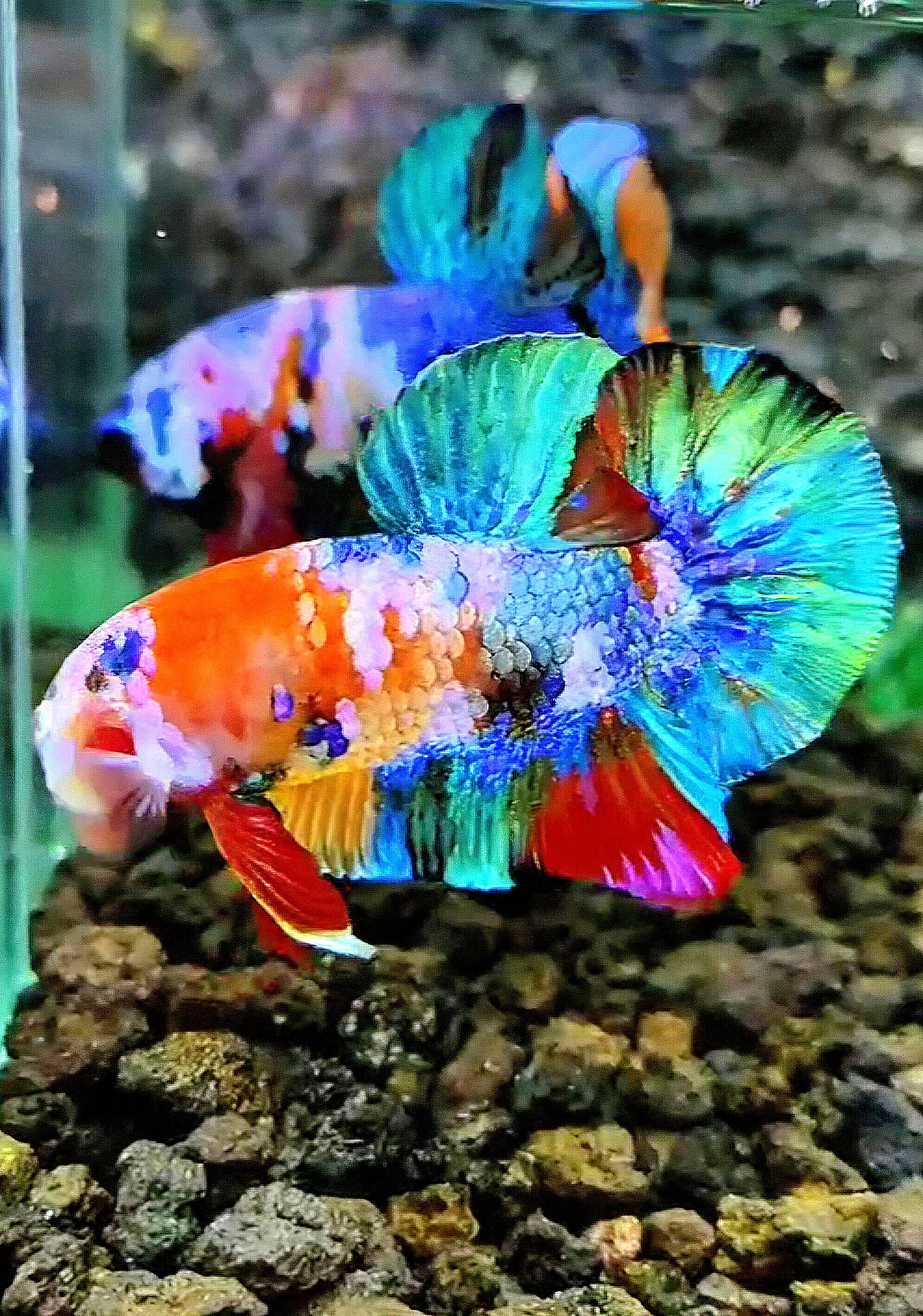 PLAKAT GALAXY RAINBOW MULTICOLOR BETTA FISH