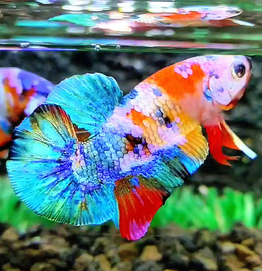 PLAKAT GALAXY RAINBOW MULTICOLOR BETTA FISH