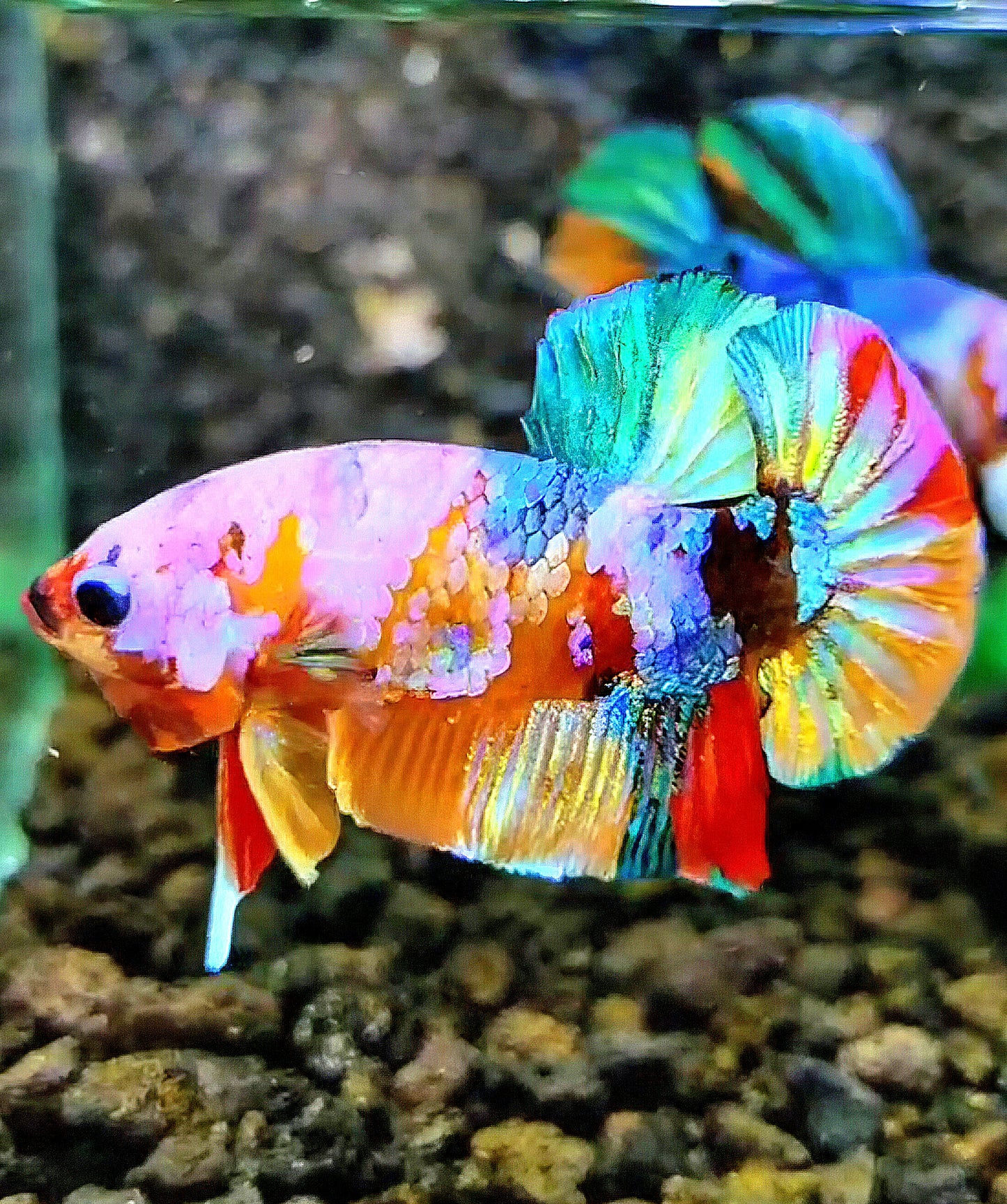 PLAKAT GALAXY MULTICOLOR BETTA FISH