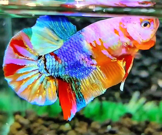 PLAKAT GALAXY MULTICOLOR BETTA FISH