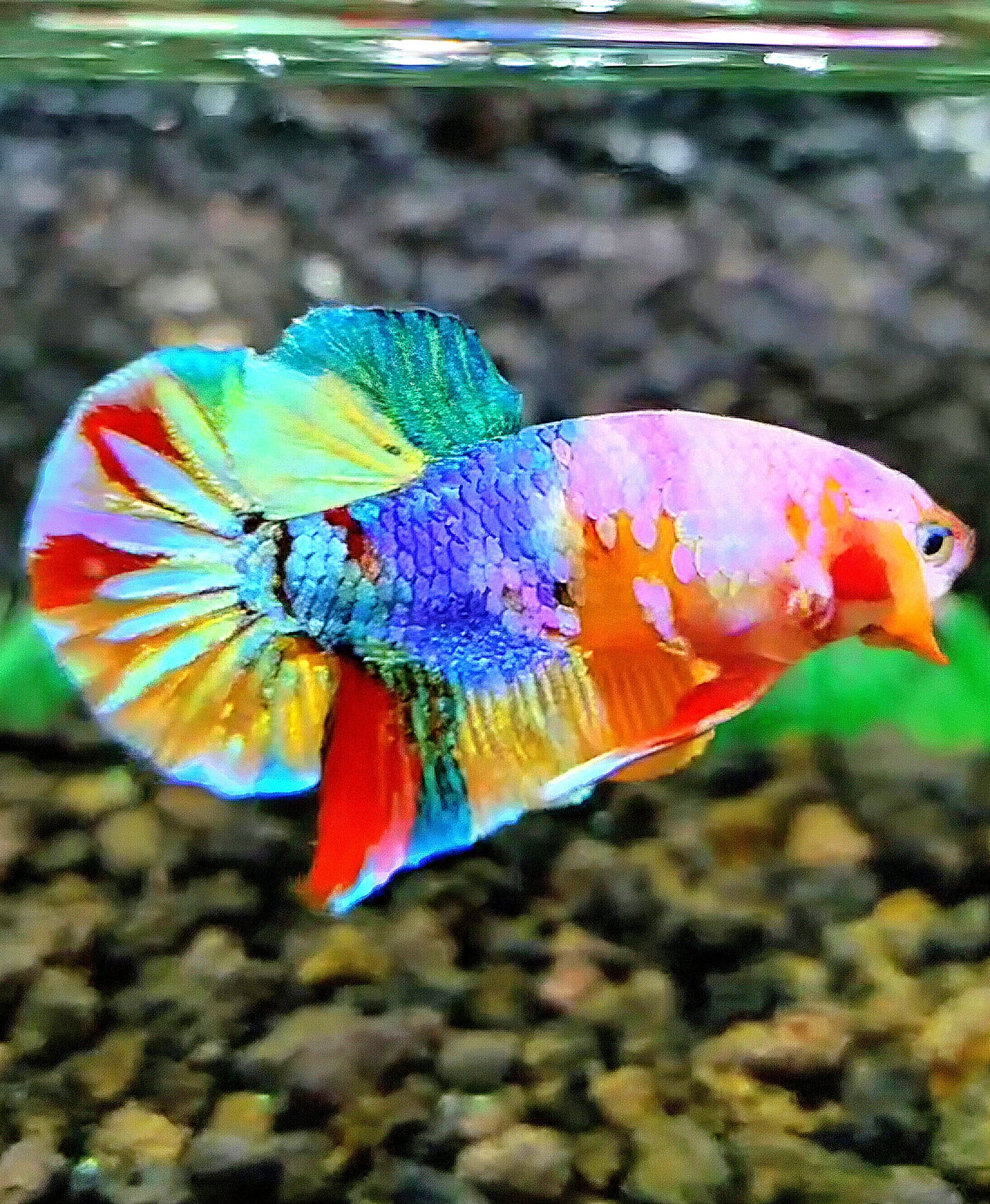 PLAKAT GALAXY MULTICOLOR BETTA FISH