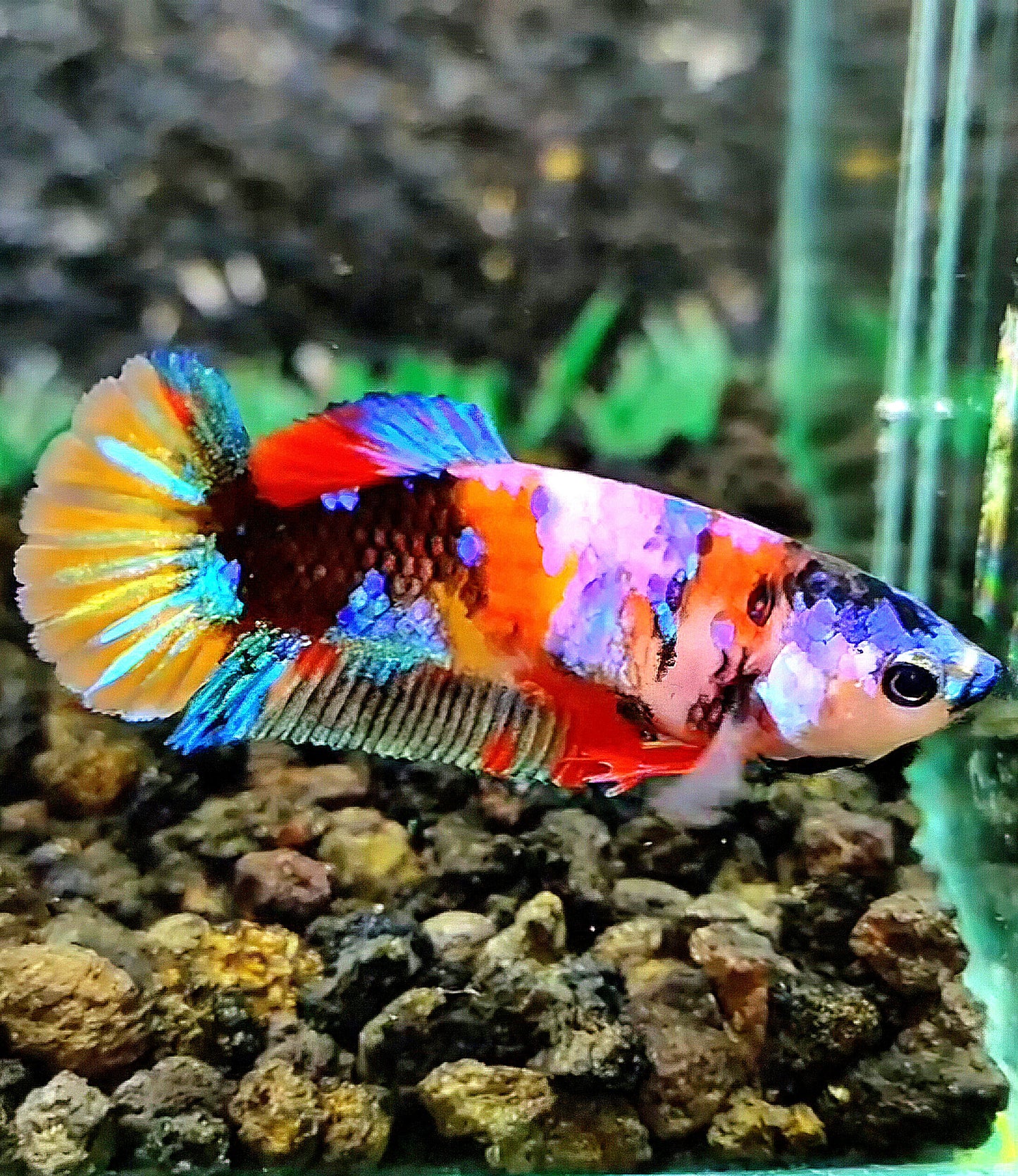 FEMALE PLAKAT GALAXY MULTICOLOR BETTA FISH