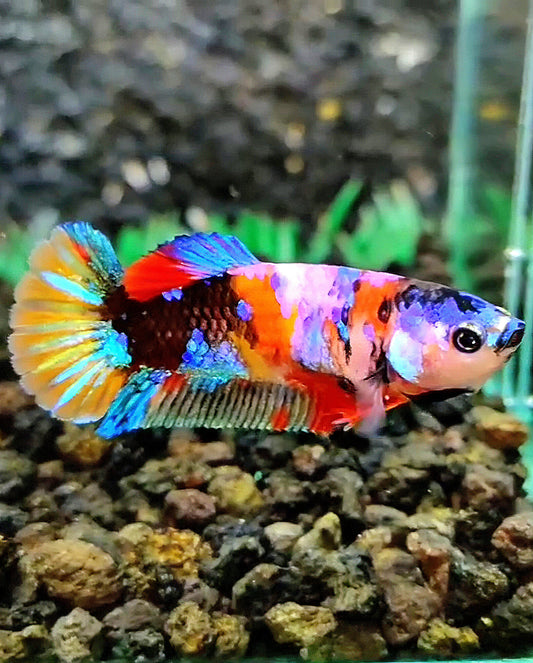 FEMALE PLAKAT GALAXY MULTICOLOR BETTA FISH
