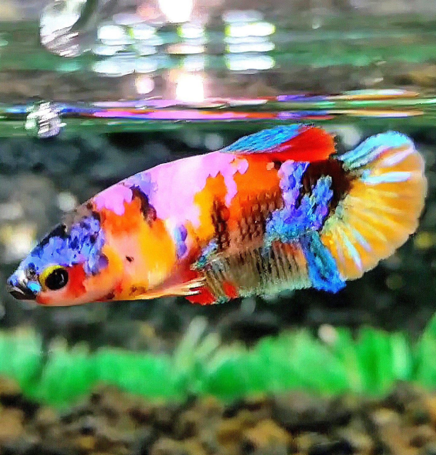 FEMALE PLAKAT GALAXY MULTICOLOR BETTA FISH