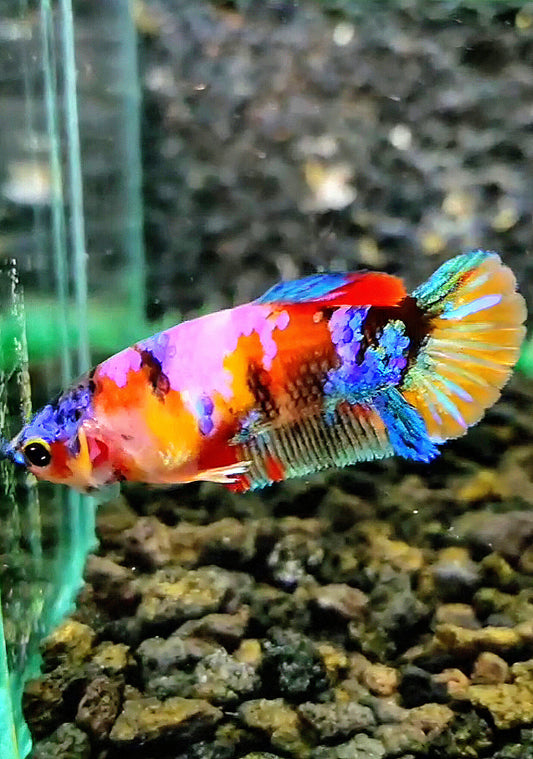 FEMALE PLAKAT GALAXY MULTICOLOR BETTA FISH